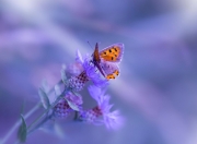 爱游戏APP-费城之矛刺穿天山防线，76人收割新疆，切特如何彻底打爆对手？