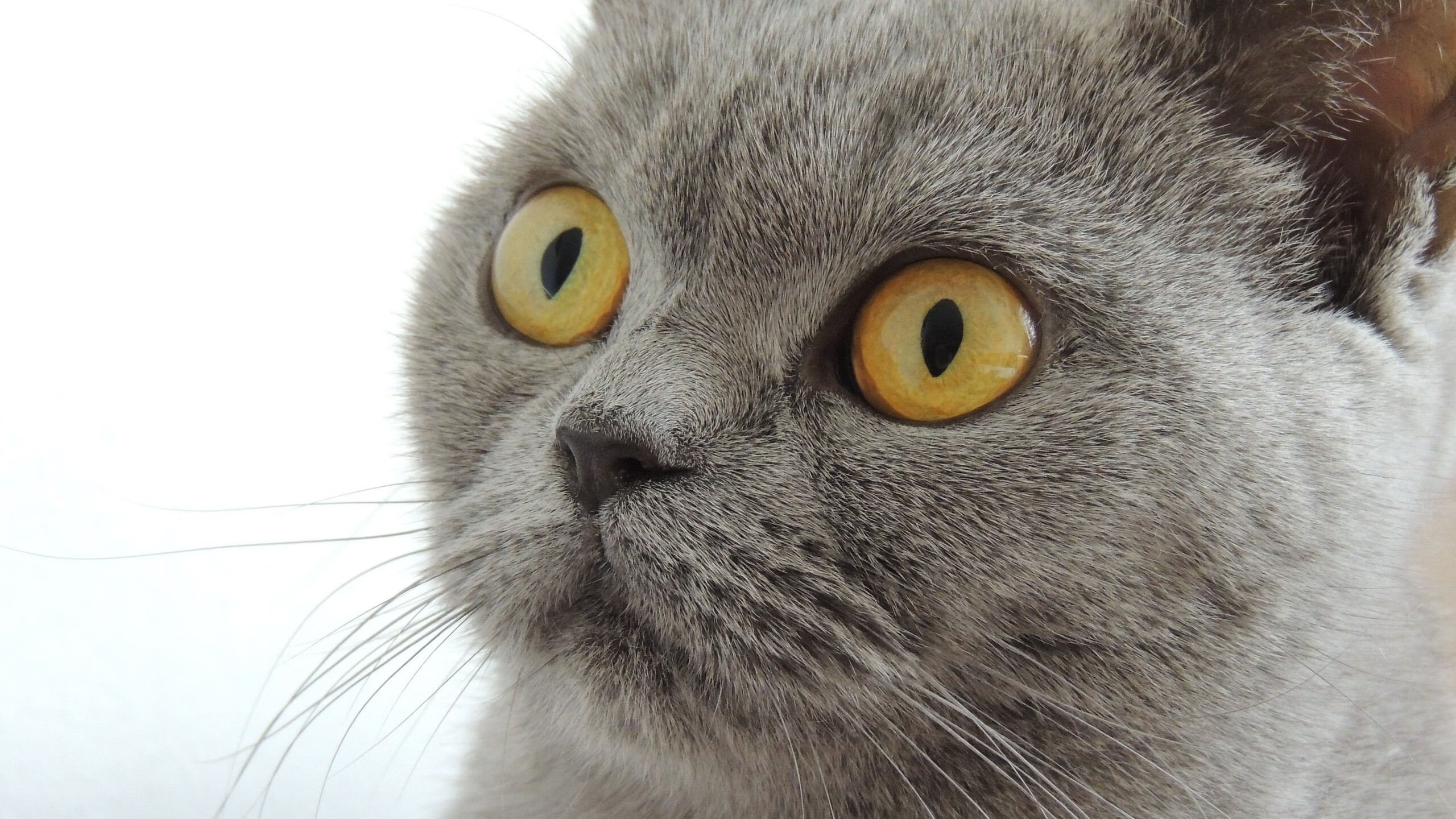 布雷默爆发，瑞士战术革新如何正面击溃毕尔巴鄂的钢铁传统