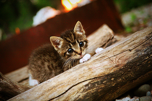 跨界称王，从公牛速胜到欧冠决赛接管，小贾伦的双面传奇