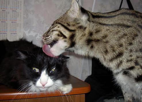 势不可挡的英格拉姆与雄鹿掀翻勇士,新一代的崛起与旧王朝的震荡