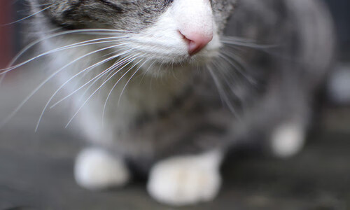 从杭州到多伦多，拉梅洛在质疑风暴中完成跨洋正名