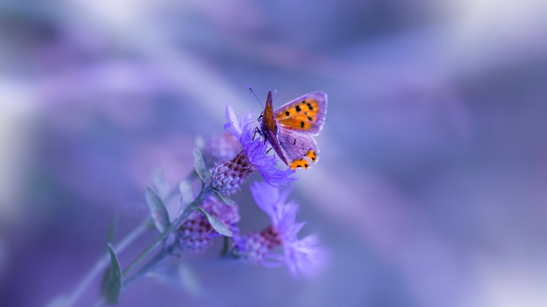 费城之矛刺穿天山防线，76人收割新疆，切特如何彻底打爆对手？