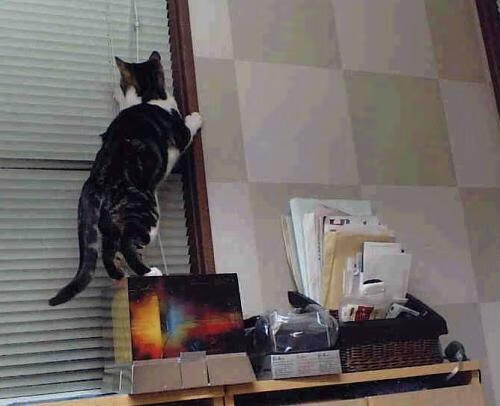 戈贝尔式爆发与热火式掌控，从NBA到CBA的胜利哲学